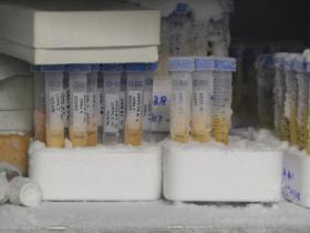 Testtubes in freezer